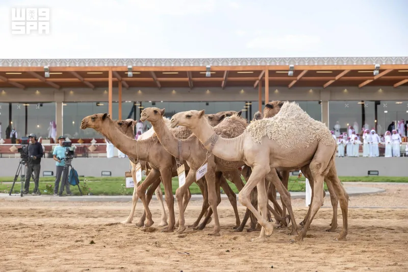 Saudi Camels Take 13 of 21 Morning Races on Second Day of Crown Prince Festival