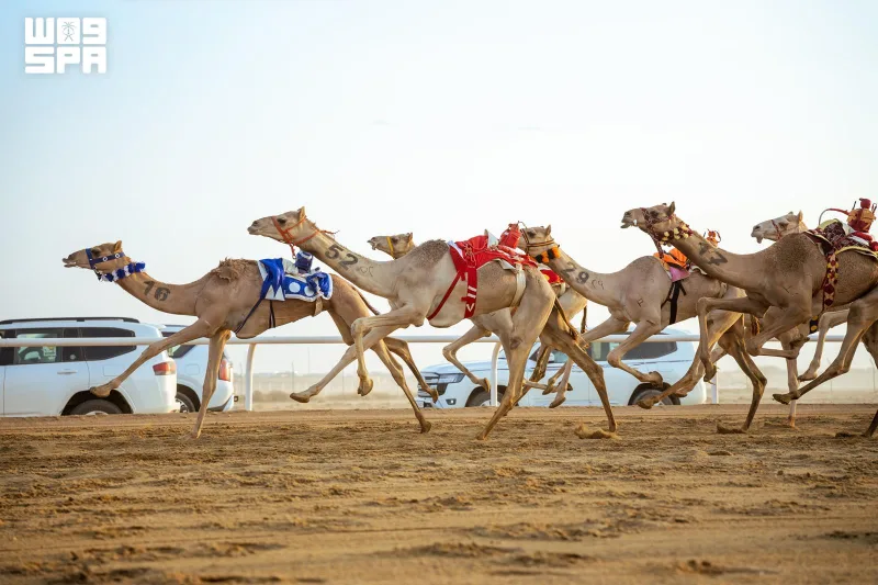 First Trophy Races of Crown Prince Camel Festival Set for Saturday in Taif