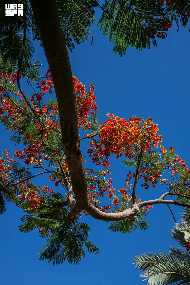 Najran : plus de 18 000 flamboyants colorent rues et jardins