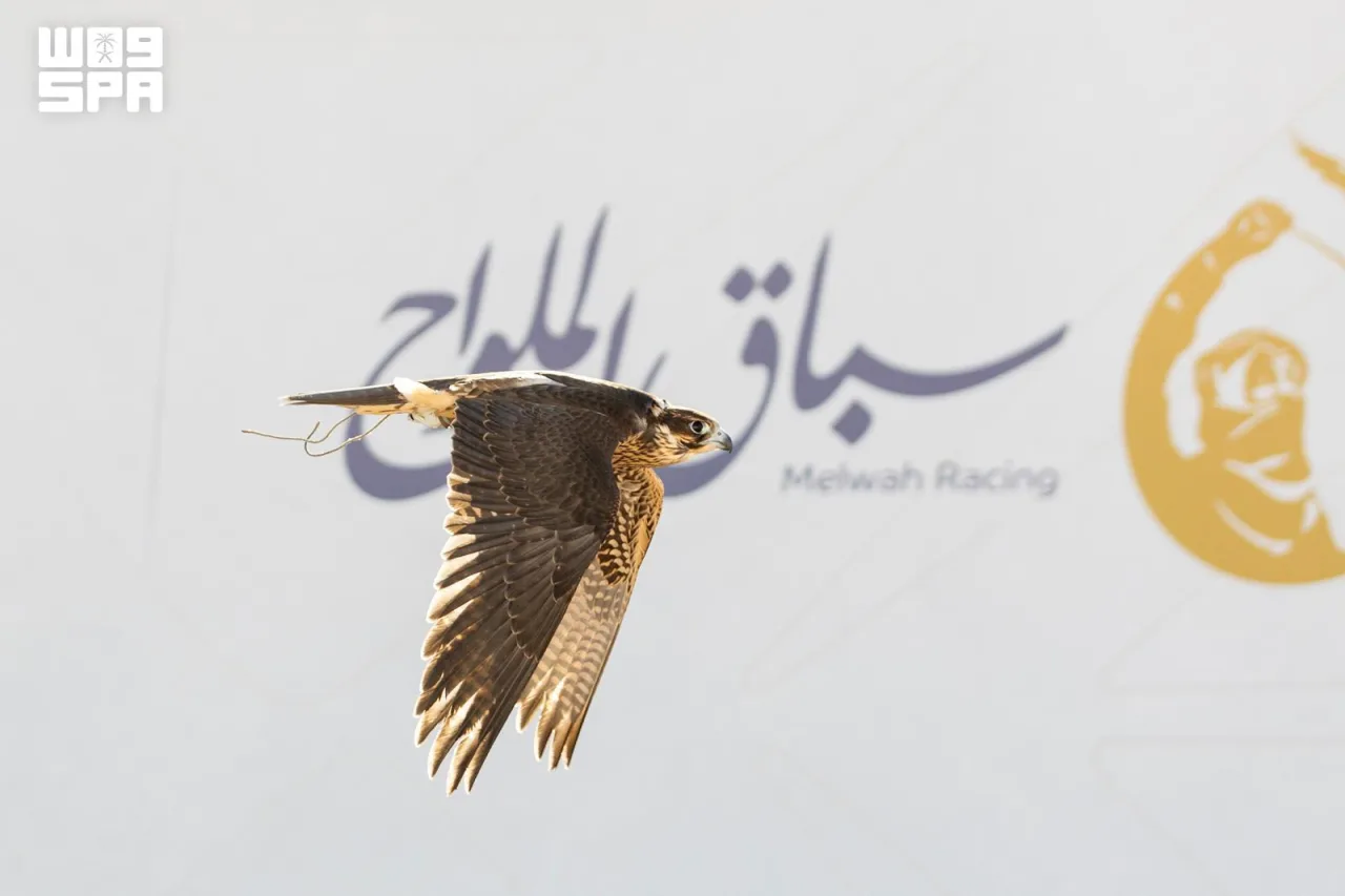 12 شوطًا لسباق الملواح في معرض الصقور والصيد 2026 بجوائز 723 ألف ريال
