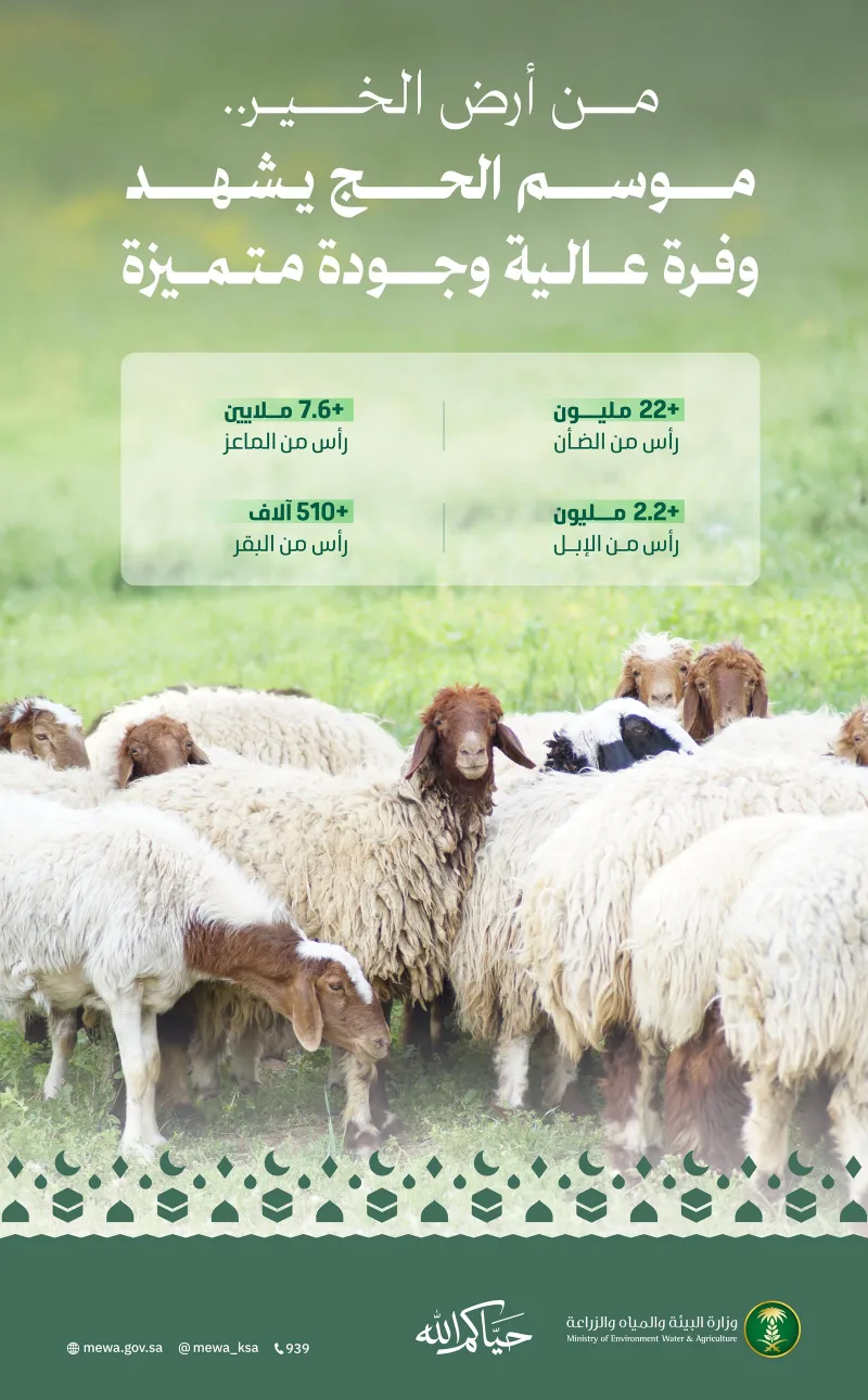 Ample Livestock Supply Ready for Hajj Sacrifice Demand, Environment Ministry Says