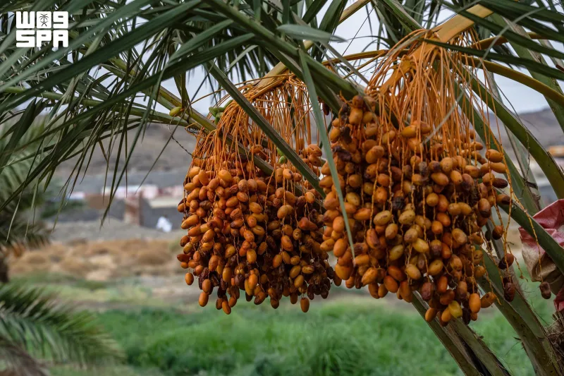 نخلستانهای باحه؛ بیش از ۱۴۰ هزار نخل و دو هزار تن خرما در سال