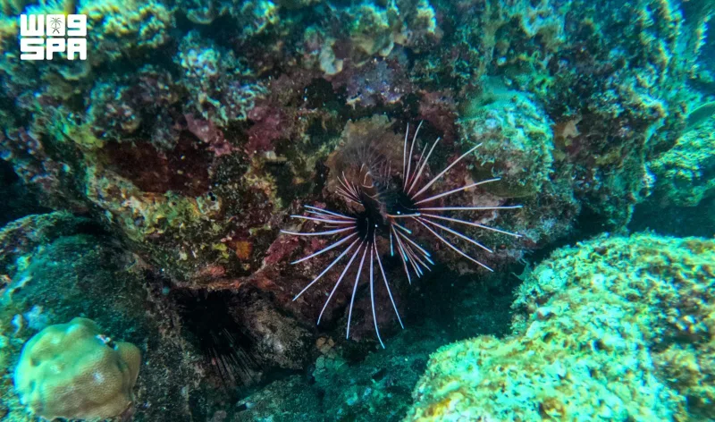 Djeddah, porte d’entrée de la plongée en mer Rouge
