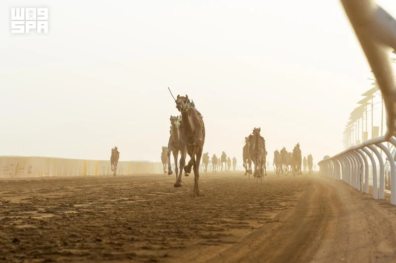Saudi Camels Win Eight of 14 Opening Laqaya Rounds at Crown Prince Festival