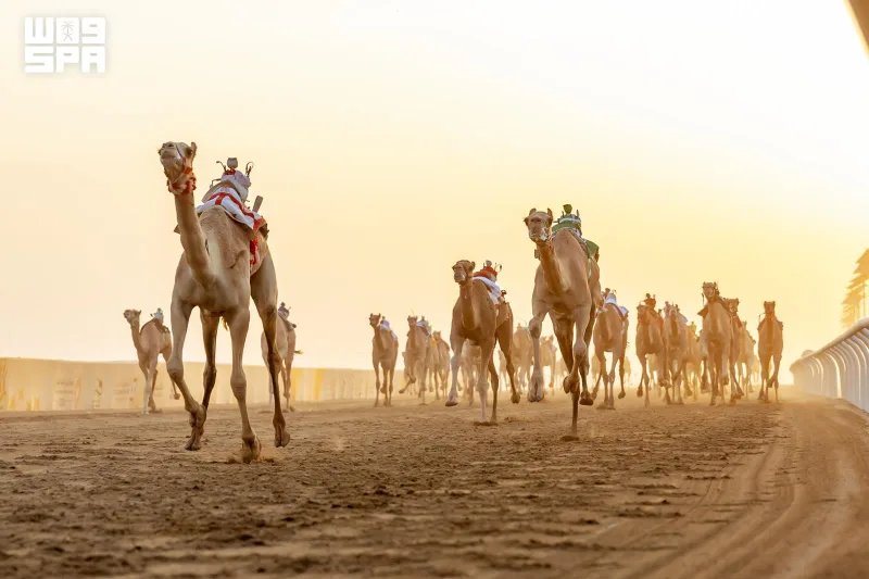 First Trophy Races of Crown Prince Camel Festival Set for Saturday in Taif