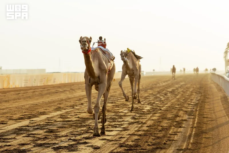SAR10.9 Million at Stake as Crown Prince Camel Festival Ends with Sword and Rifle Races