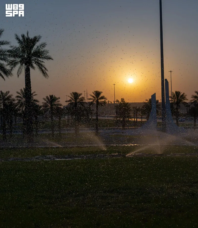 Qassim : 10,87 millions de palmiers et plus de 584 000 tonnes de dattes