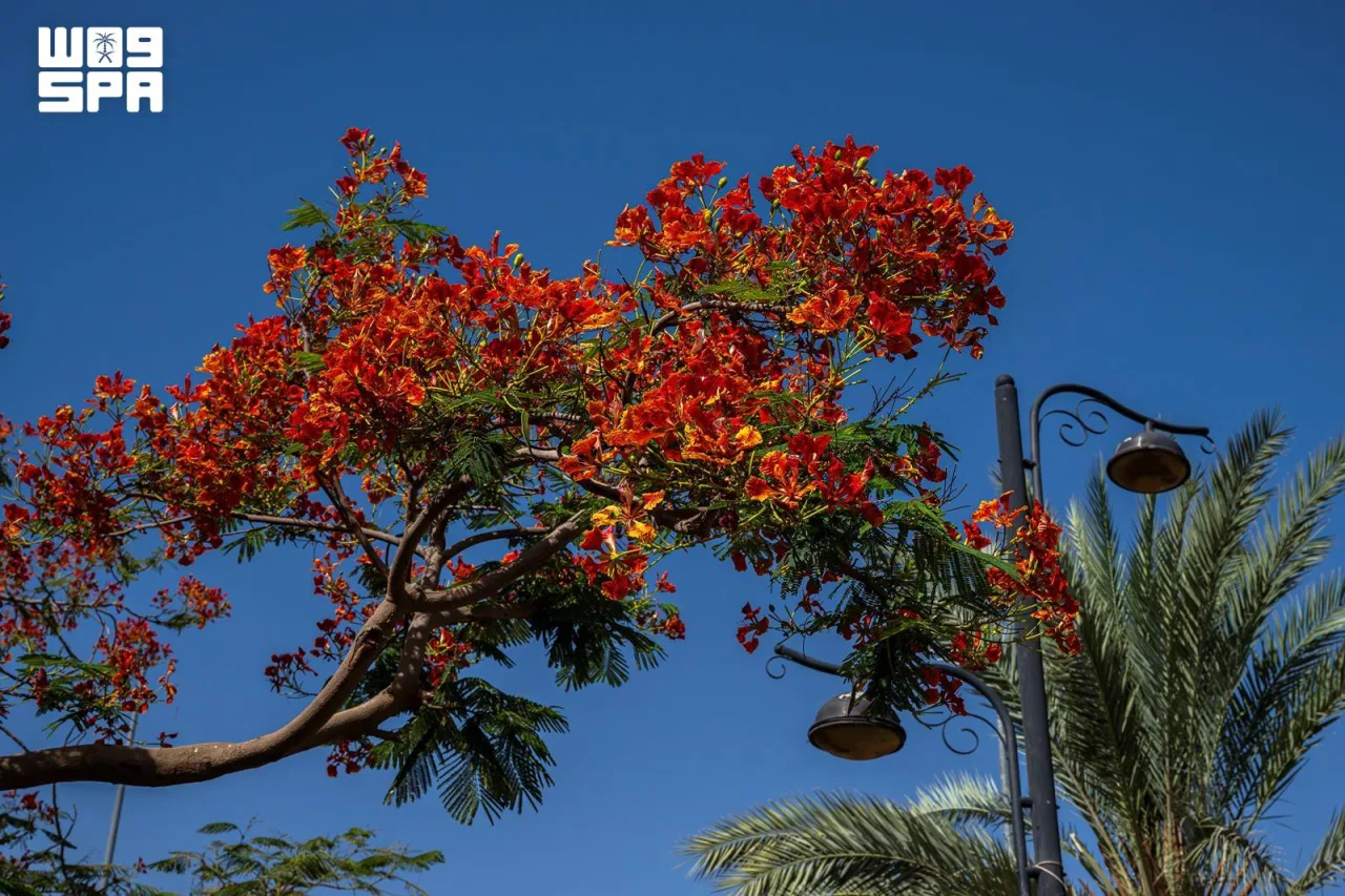 Najran : plus de 18 000 flamboyants colorent rues et jardins