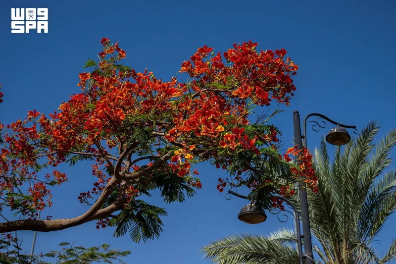 Najran : plus de 18 000 flamboyants colorent rues et jardins