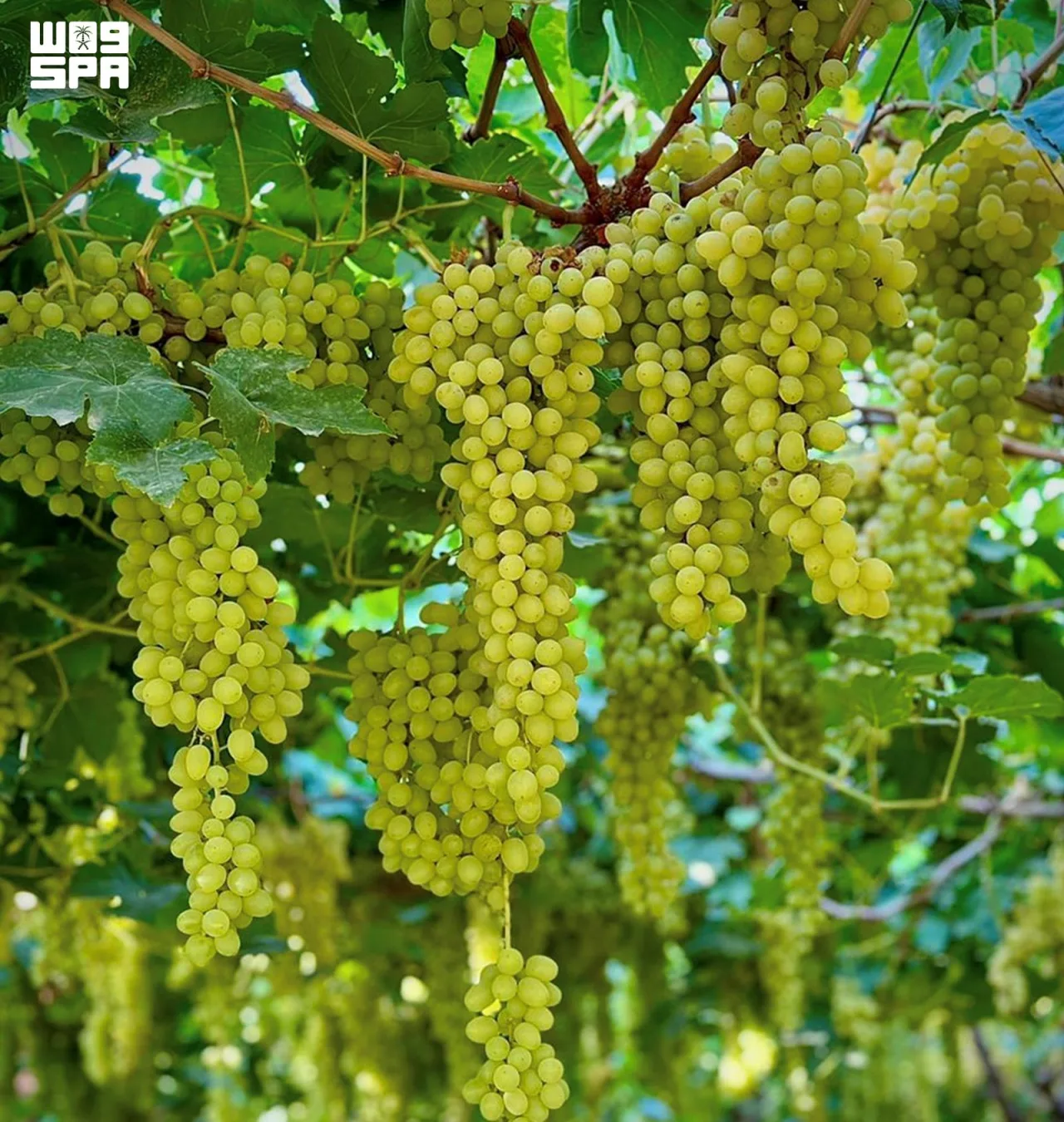 من عنب القصيم إلى مانجو جازان.. مسيرة المملكة نحو الاكتفاء من الفواكه