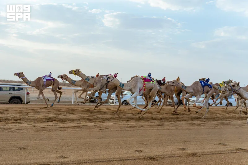 Four Jatha'a Cups to Be Decided Tomorrow Evening at Crown Prince Camel Festival