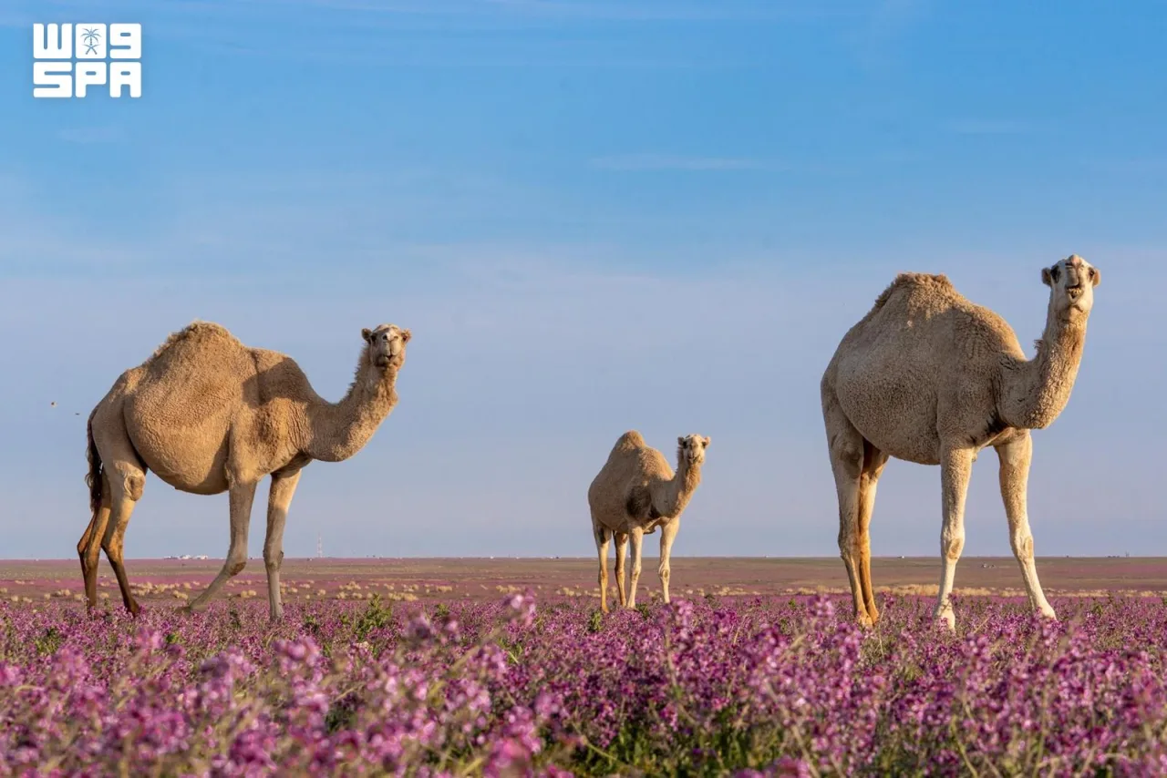 عدسات الحدود الشمالية توثق التراث والطبيعة في اليوم العالمي للتصوير