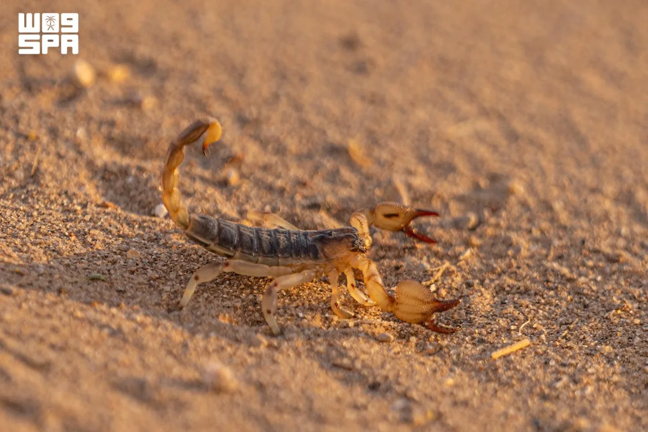 Butcher Scorpion Documented in Northern Borders Desert