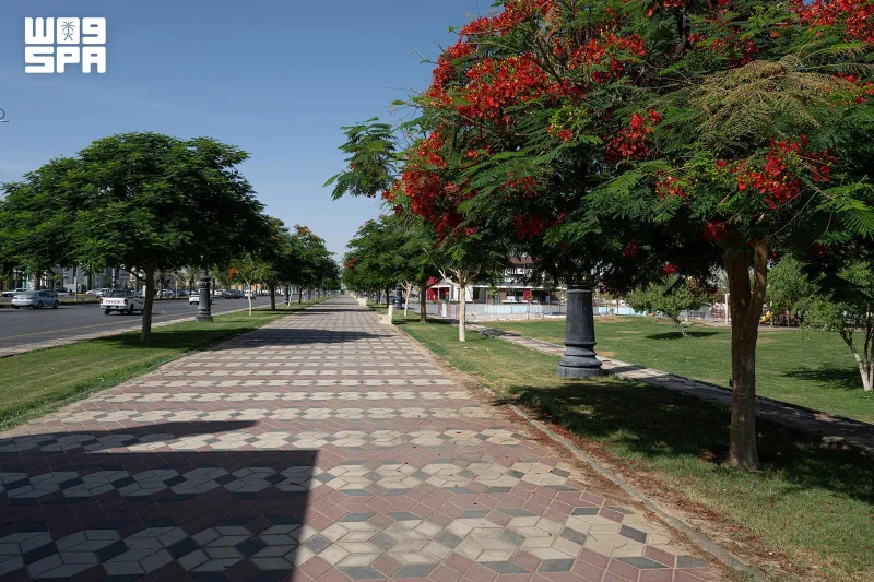 Najran : plus de 18 000 flamboyants colorent rues et jardins