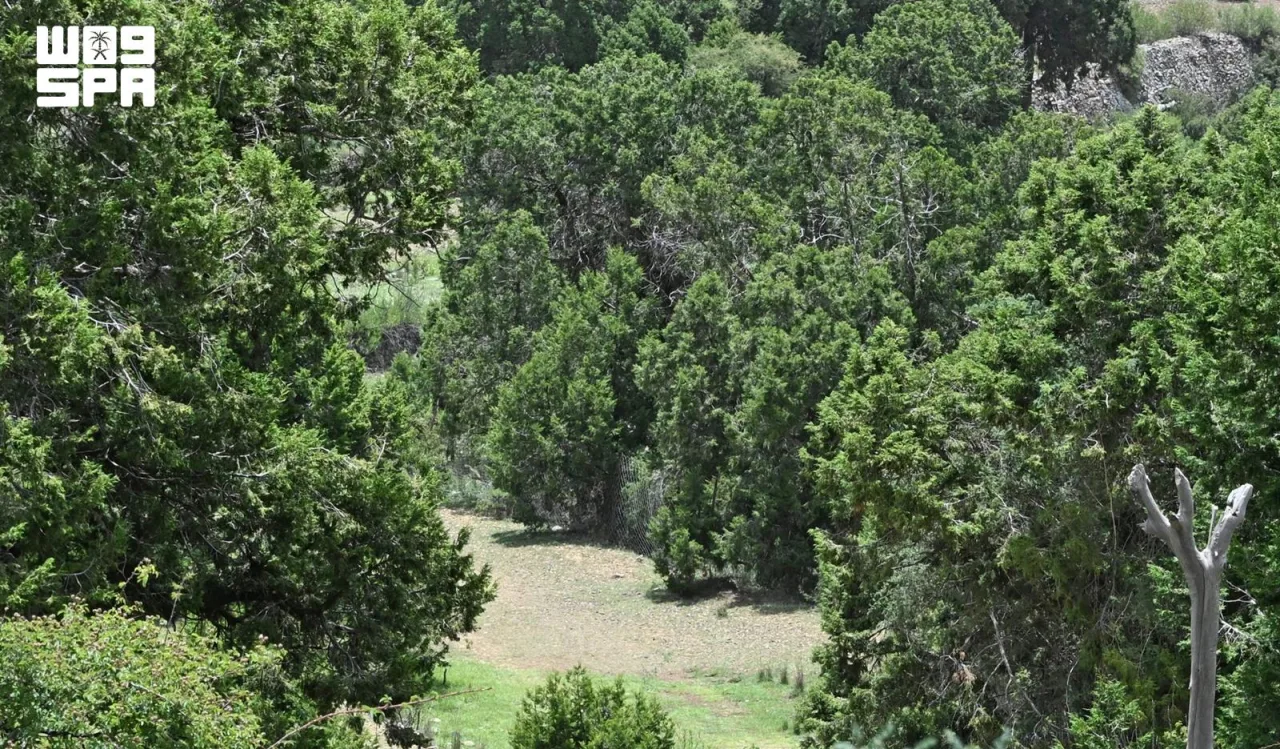 Al-Jouf dépasse déjà son objectif de plantation d’arbres fixé pour 2030