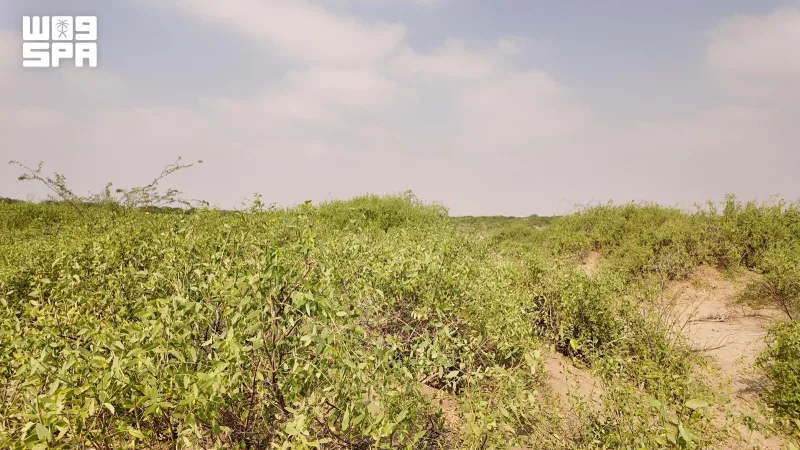 अल-लीथ का वादी अल्लैब राष्ट्रीय उद्यान: अराक के जंगल और ऐतिहासिक अक़ैरिब क़िला