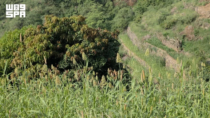 Fifa's farming terraces: a mountain heritage that keeps Jazan's land memory alive