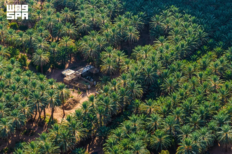 AlUla a restauré 5 100 hectares de parcours et porté son couvert végétal à 35 %