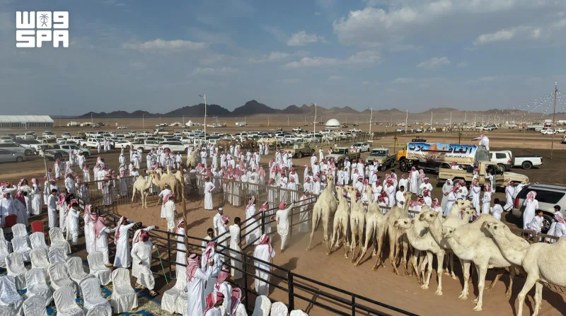 صفقات تتجاوز 13 مليون ريال وأكثر من 110 آلاف زائر في مزاد المدينة المنورة الثالث للإبل