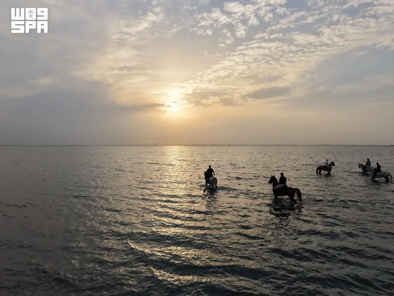 SPA photos capture horses wading through Jeddah's sunset-lit sea