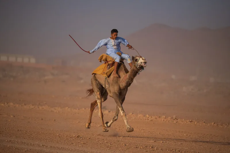 15 شوطًا في سباق سنّ «الحقايق» بميدان الهجن في نجران