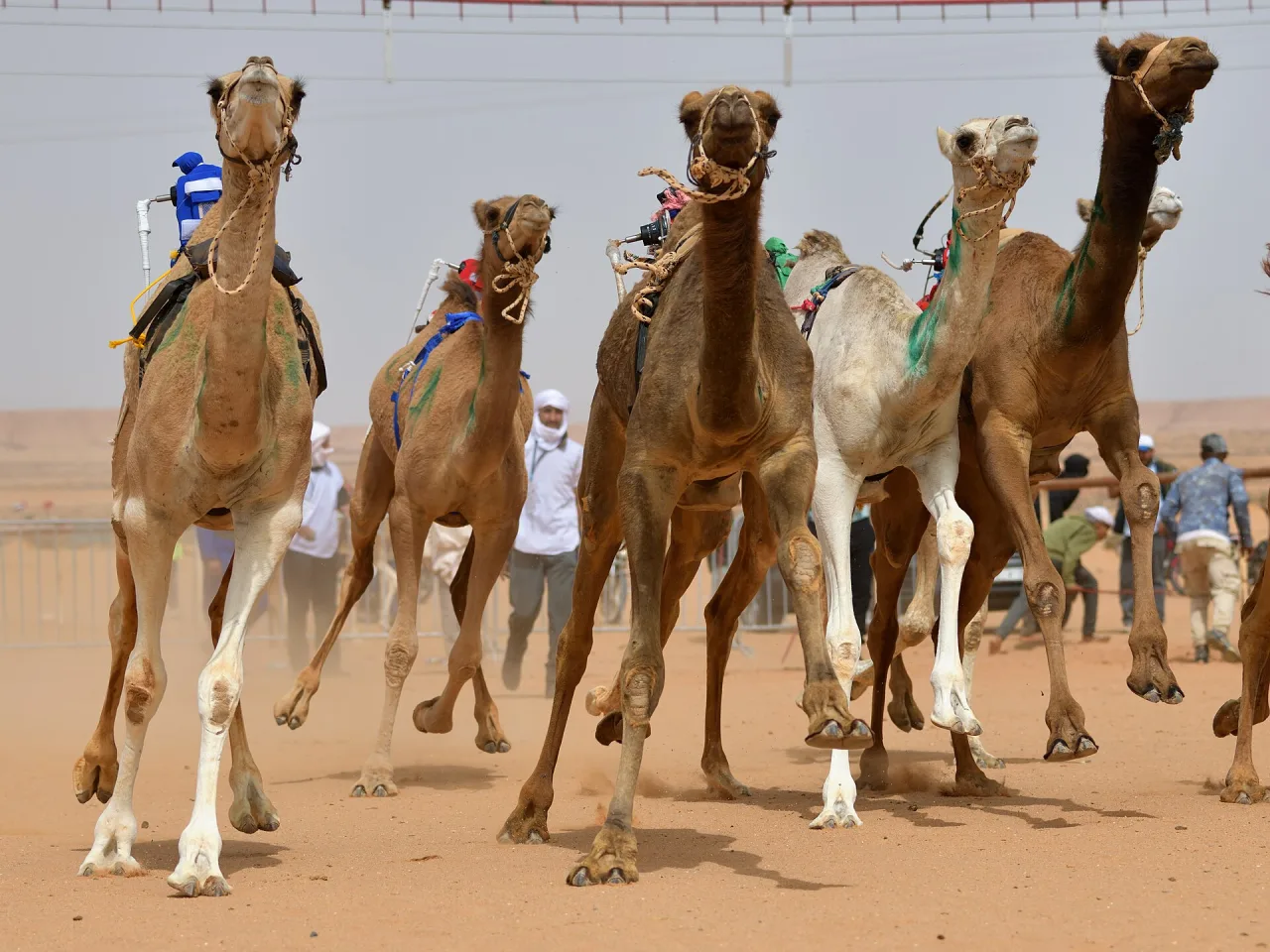 منافسات قوية في سباق الميادين الأول بميدان حائل للهجن لخمس فئات