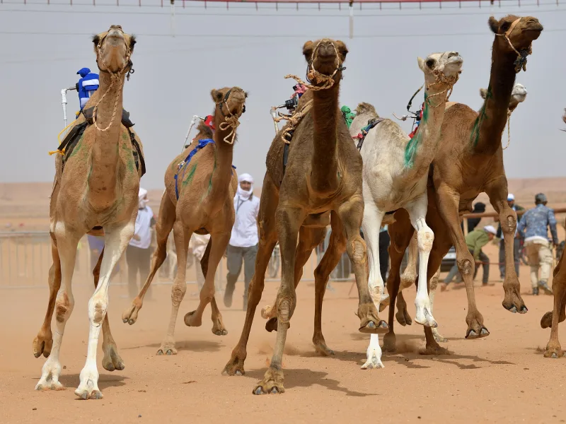 منافسات قوية في سباق الميادين الأول بميدان حائل للهجن لخمس فئات