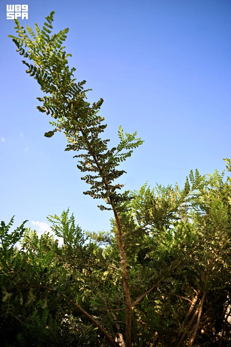 Najran explores frankincense as a new crop for farm investment and fragrance industries