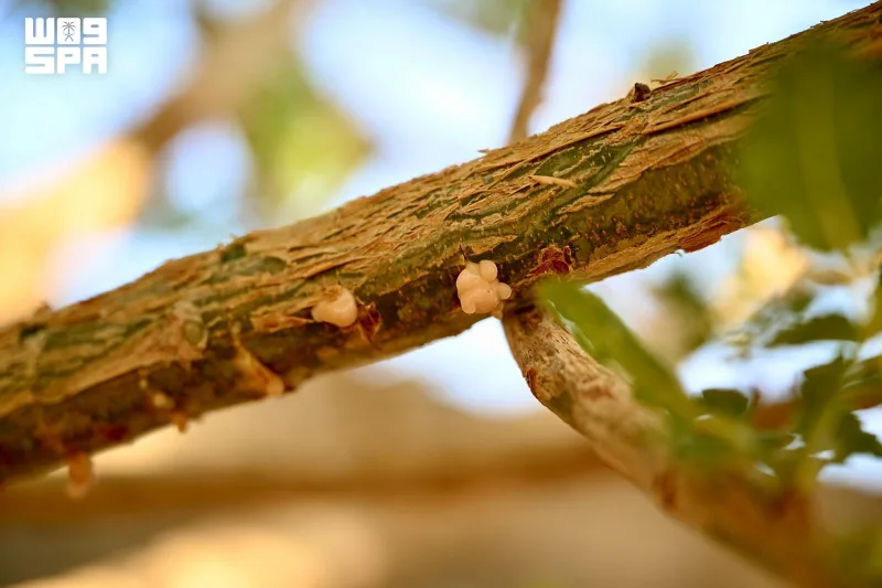 Najran explores frankincense as a new crop for farm investment and fragrance industries