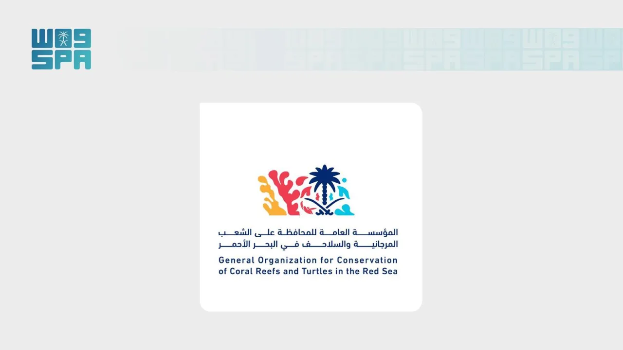 «شمس» تعيد 79 سلحفاة بحرية إلى البحر الأحمر بعد علاج استمر في بعض الحالات أكثر من 190 يومًا