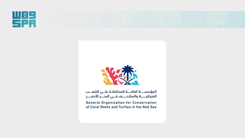 SHAMS releases 79 rehabilitated sea turtles into the Red Sea, some after over 190 days of care