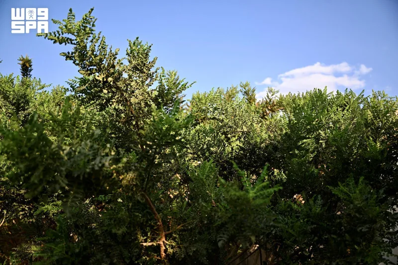 Najran explores frankincense as a new crop for farm investment and fragrance industries