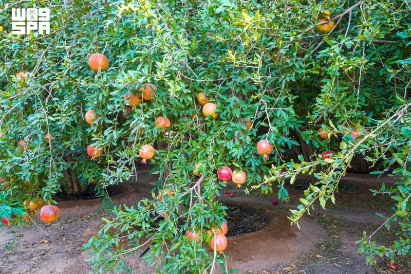 القصيم تنتج أكثر من 12 ألف طن من الرمان من 150 مزرعة